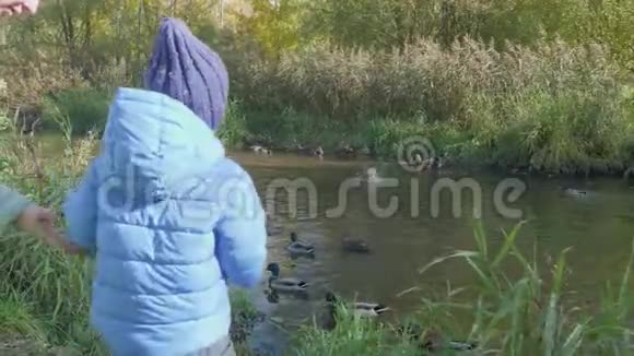 公园河岸上的小男孩试图喂鸭子妈妈牵着他的手移动他视频的预览图