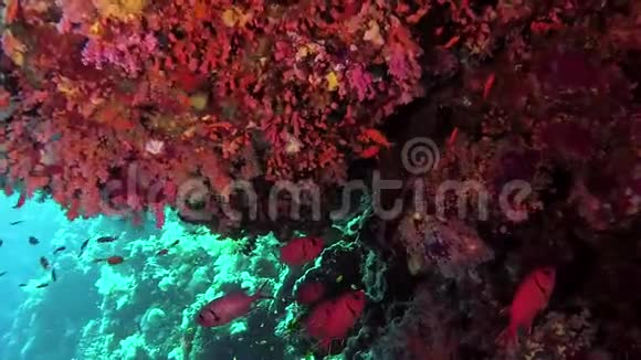 珊瑚礁不同类型的热带鱼类在红海的珊瑚礁附近捕食视频的预览图