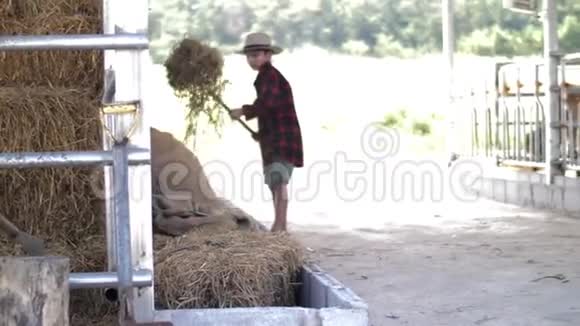 亚洲父亲教儿子在奶牛场工作视频的预览图