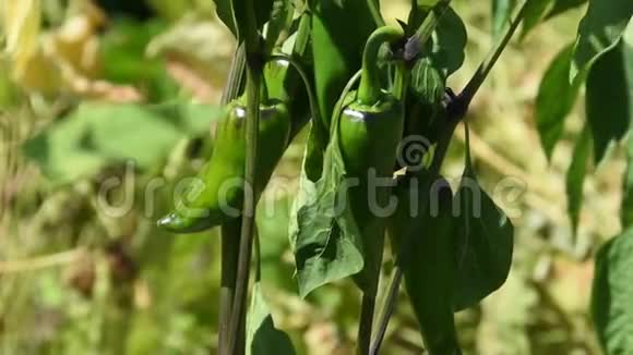 植物茎上的青辣辣椒视频的预览图