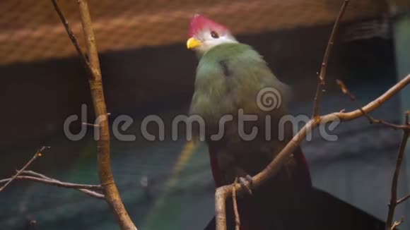 坐在树上的一只红冠图拉科鸟的特写受欢迎的鸟类宠物来自非洲的热带鸟类视频的预览图