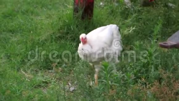 婆罗门鸡在草地上放牧视频的预览图