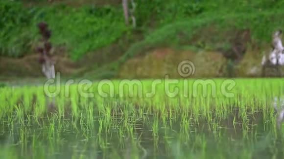 背景景观壮丽的自然绿色的水稻梯田山在亚洲丛林之间幼米种植视频的预览图