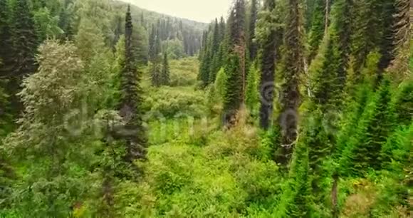 森林全景林中乡村道路的鸟瞰图从泰加的无人机上看空中飞行视频的预览图