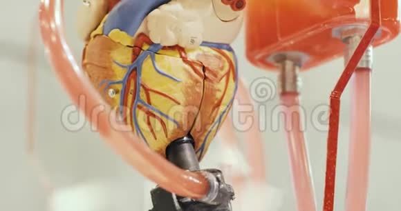 玩具解剖功能机器人人体心脏模型与循环液体视频的预览图