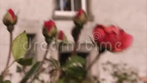 盛开的红玫瑰视频的预览图