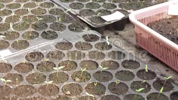 番茄幼苗播种视频的预览图