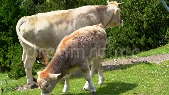 牛犊在山边吃草西班牙加泰罗尼亚比利牛斯省ValldeNuria视频的预览图