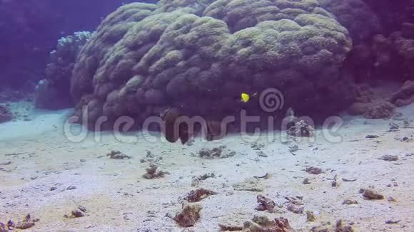 珊瑚礁不同类型的热带鱼类在珊瑚礁附近捕食视频的预览图