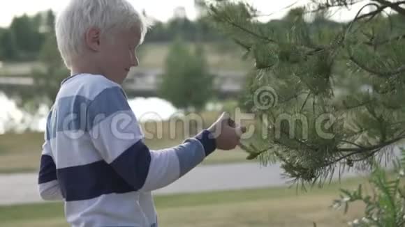 英俊的金发男孩从圣诞树上撕下小圆锥视频的预览图
