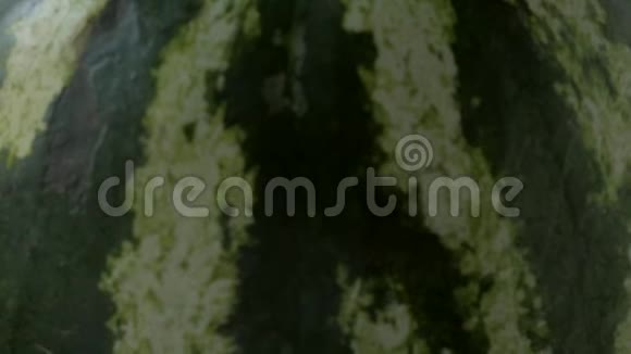 卷起来的大圆绿色条纹西瓜视频的预览图