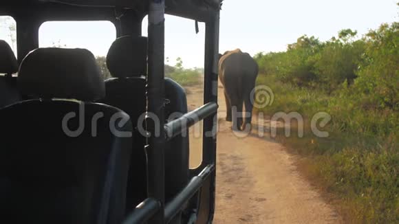 大象在车影中行走摇动大耳朵视频的预览图