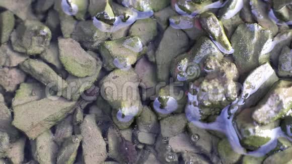 蝌蚪休息吃水中石头上的绿藻视频的预览图