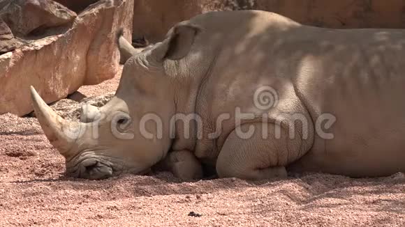 犀牛野生动物休息视频的预览图