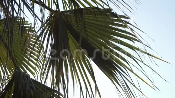 棕榈叶剪影和太阳在日落时透过天空背景上的棕榈树蓝天上的树叶视频的预览图