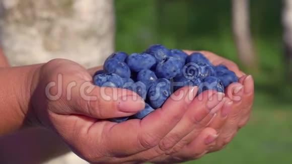 大而美丽的蓝莓视频的预览图