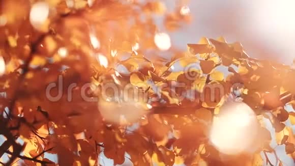 秋天的自然和谐金色的树摇曳的微风视频的预览图