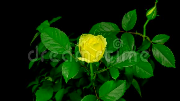黄色玫瑰花开口视频的预览图