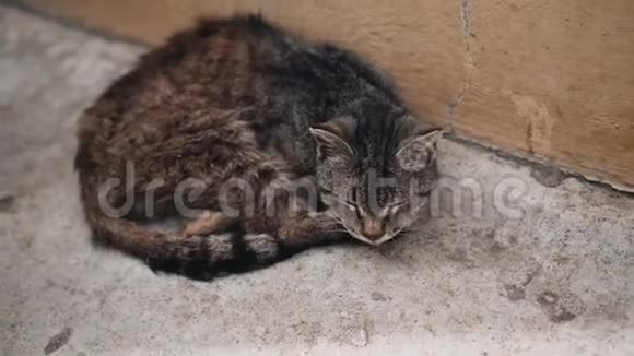 无家可归的睡猫坐在房子附近可怜的景色无家可归的动物视频的预览图
