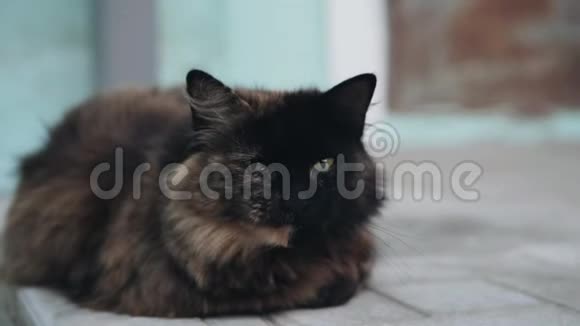 猫坐在门廊的街道上环顾四周关门视频的预览图