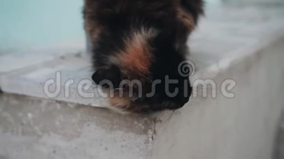 酷莫特利猫在石廊上摩擦快关门美丽的动物视频的预览图