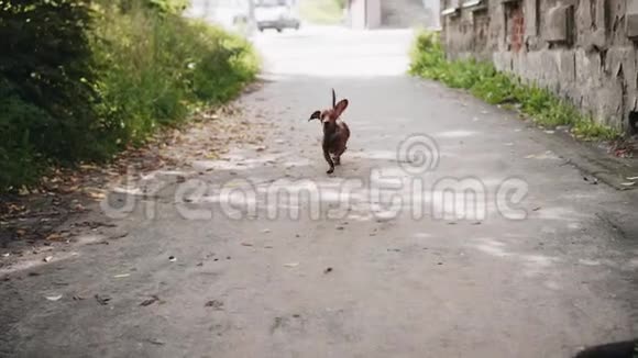 一只小狗狗狗跑到镜头前威胁地吠叫很酷的宠物很漂亮的动物视频的预览图