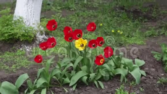 风中摇曳的美丽花朵庭院郁金香视频的预览图