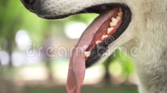 狗舌头靠近打开那只热的动物的下巴视频的预览图