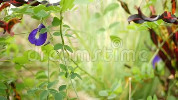 野生的美丽的盛开的阴蒂绿草背景下野生蓝豌豆开花草本植物视频的预览图