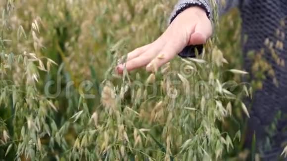 女人的手轻轻地抚摸着燕麦结实的耳朵阴天慢动作视频的预览图
