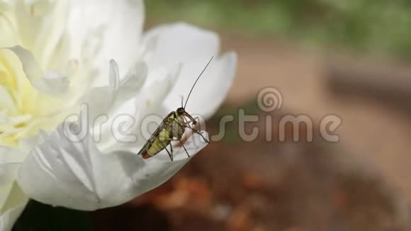 有翅的昆虫常见的蝎蝇或昆虫共用伞形花序在牡丹花上视频的预览图