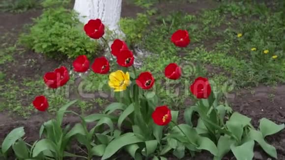 风中摇曳的美丽花朵庭院郁金香视频的预览图