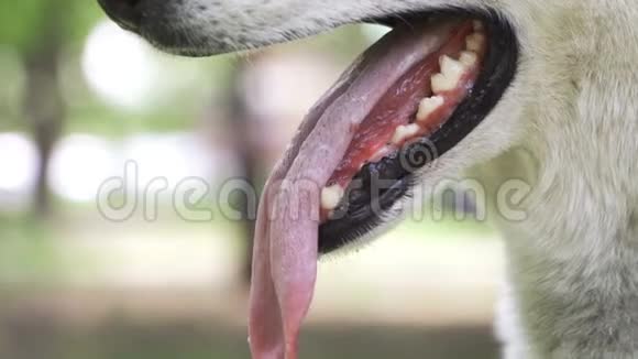 狗舌头靠近打开那只热的动物的下巴视频的预览图