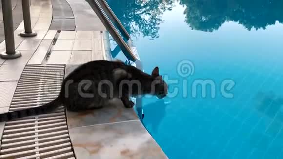 可爱的斑点猫在屋顶散步视频的预览图