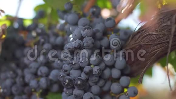 一串葡萄葡萄藤上的葡萄葡萄藤上的熟葡萄用来酿造红酒视频的预览图