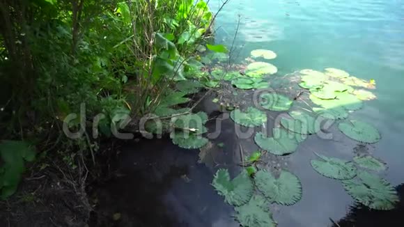 百合花在赫维兹湖的碧水上视频的预览图