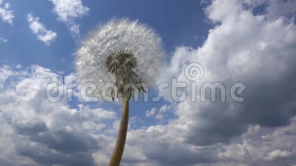 蒲公英在风中对多云的天空缓慢的运动视频的预览图
