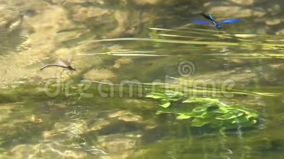 一对蜻蜓美丽的蓑羽伞翼虫爱在水面上的游戏慢动作视频的预览图