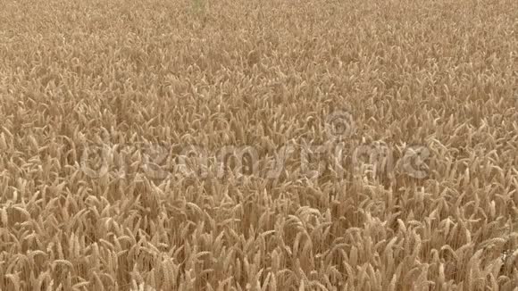 一片成熟的黄色小麦的空中拍摄视频的预览图