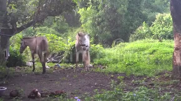 两匹马在泰国的田野上视频的预览图