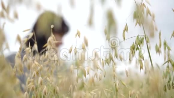 一个黑发女人的剪影穿过燕麦的耳朵阴天慢动作视频的预览图