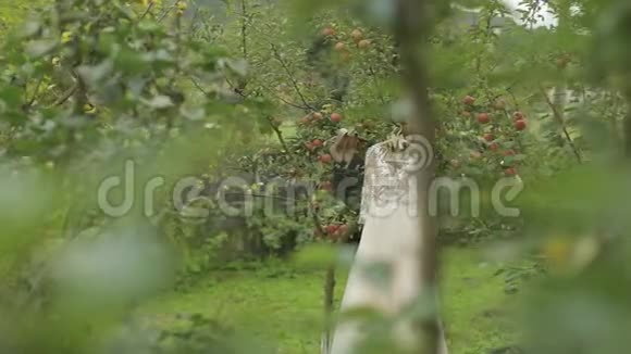 新娘衣服挂在苹果树上非常漂亮和优雅婚礼视频的预览图