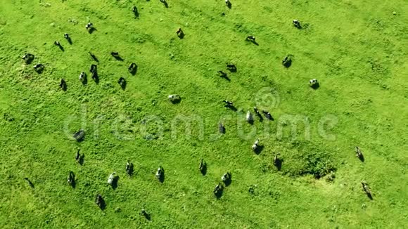 奶牛在一片美丽的绿色草地上视频的预览图