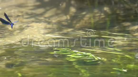 蜻蜓美丽的蓑羽伞翅虫飘浮在水面上慢动作视频的预览图