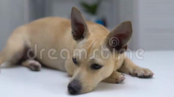悲伤孤独的狗躺着梦见主人无家可归的宠物收容所收养视频的预览图