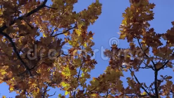 橡子叶秋季4KUHD视频的预览图