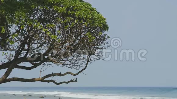 海洋旁边的热带树视频的预览图