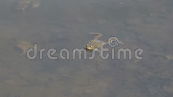 蟾蜍在水面的池塘里游泳视频的预览图