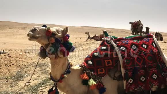 埃及吉萨金字塔附近的骆驼视频的预览图