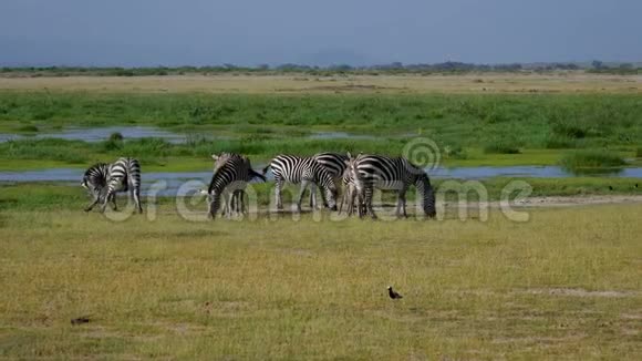 池塘附近非洲裂谷平原绿色草地上的斑马纹视频的预览图